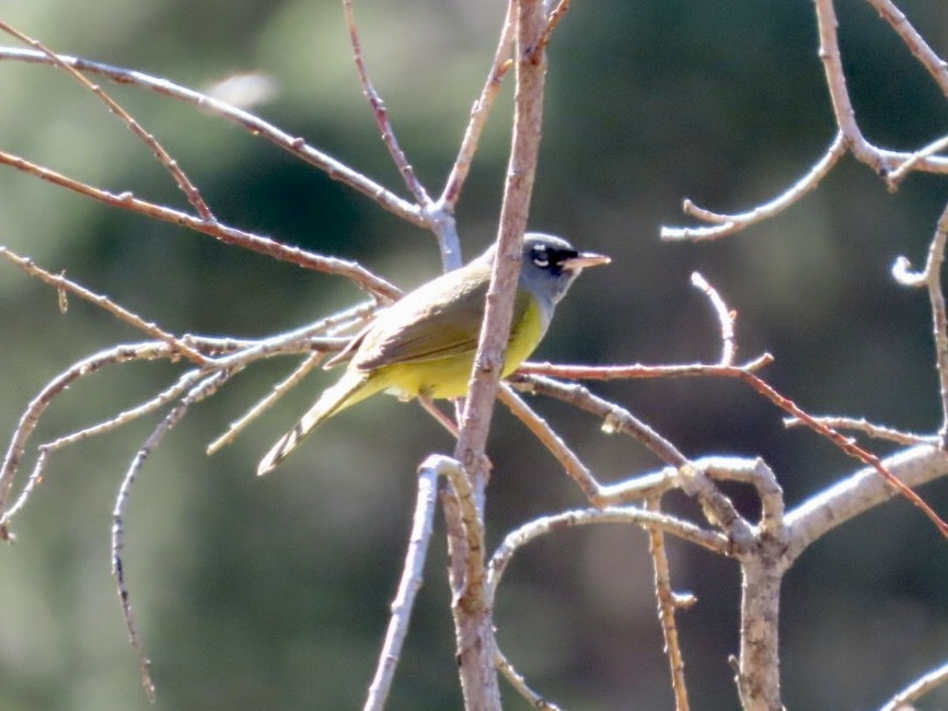 MacGillivray's Warbler - ML637391426