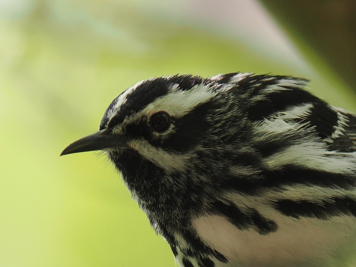 シロクロアメリカムシクイ - ML637391431