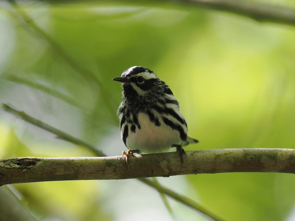 シロクロアメリカムシクイ - ML637391432