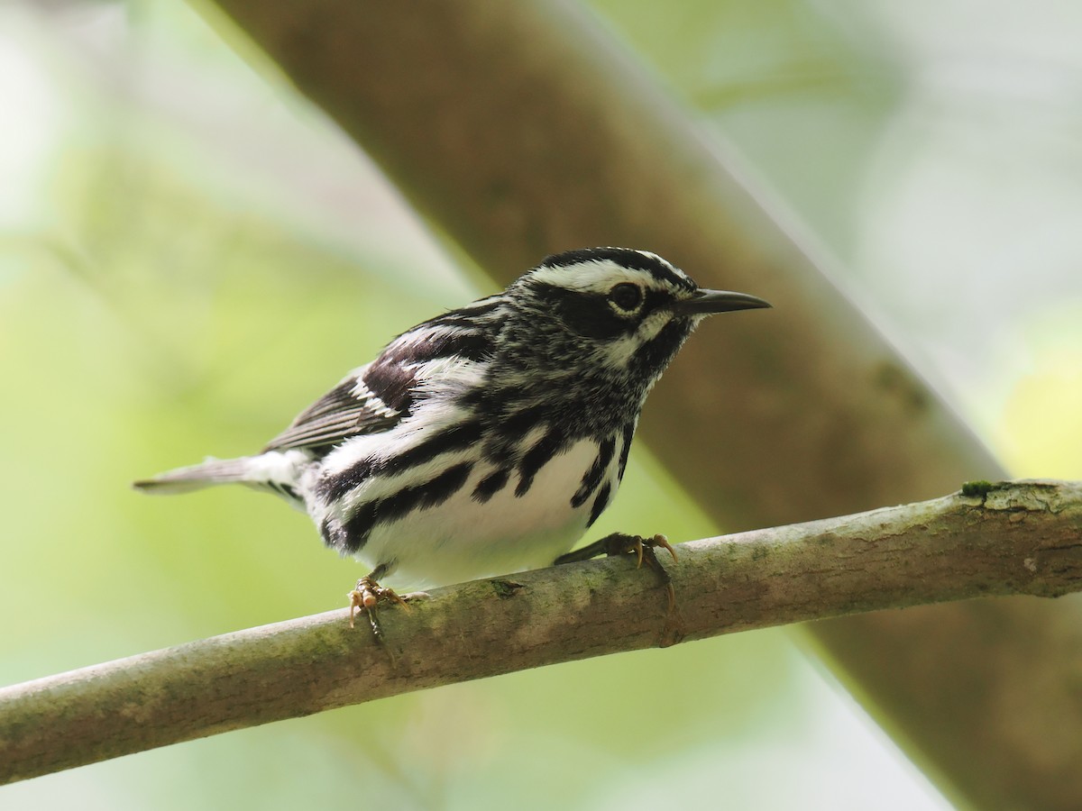 シロクロアメリカムシクイ - ML637391433