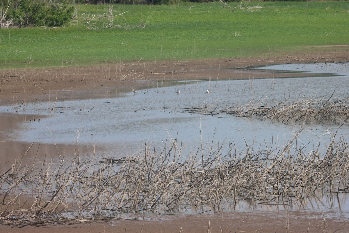 Цасны галуу - ML637391481