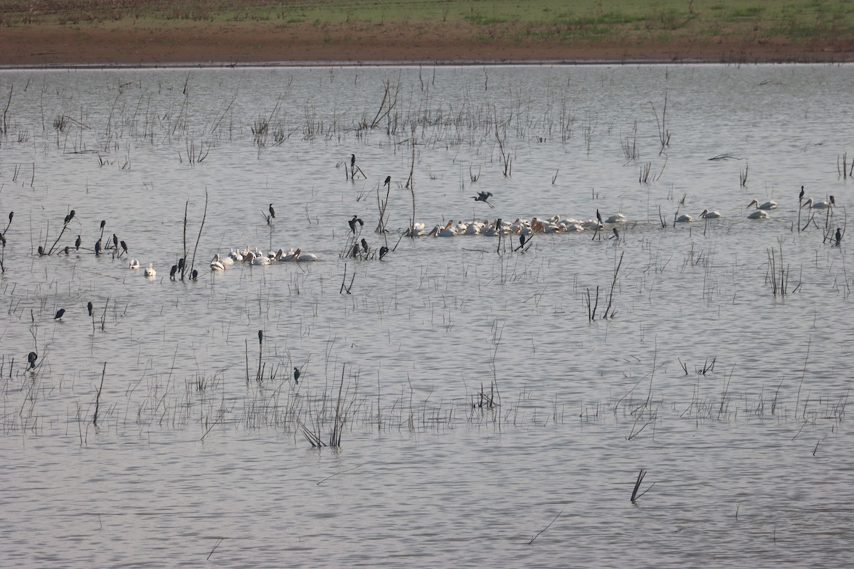 American White Pelican - ML637391548