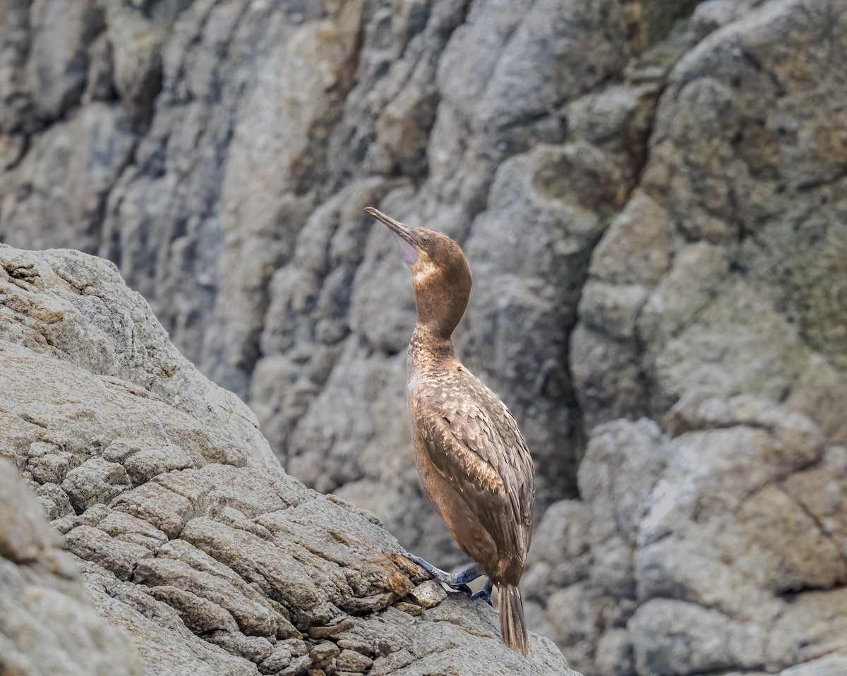 Brandt's Cormorant - ML637391590