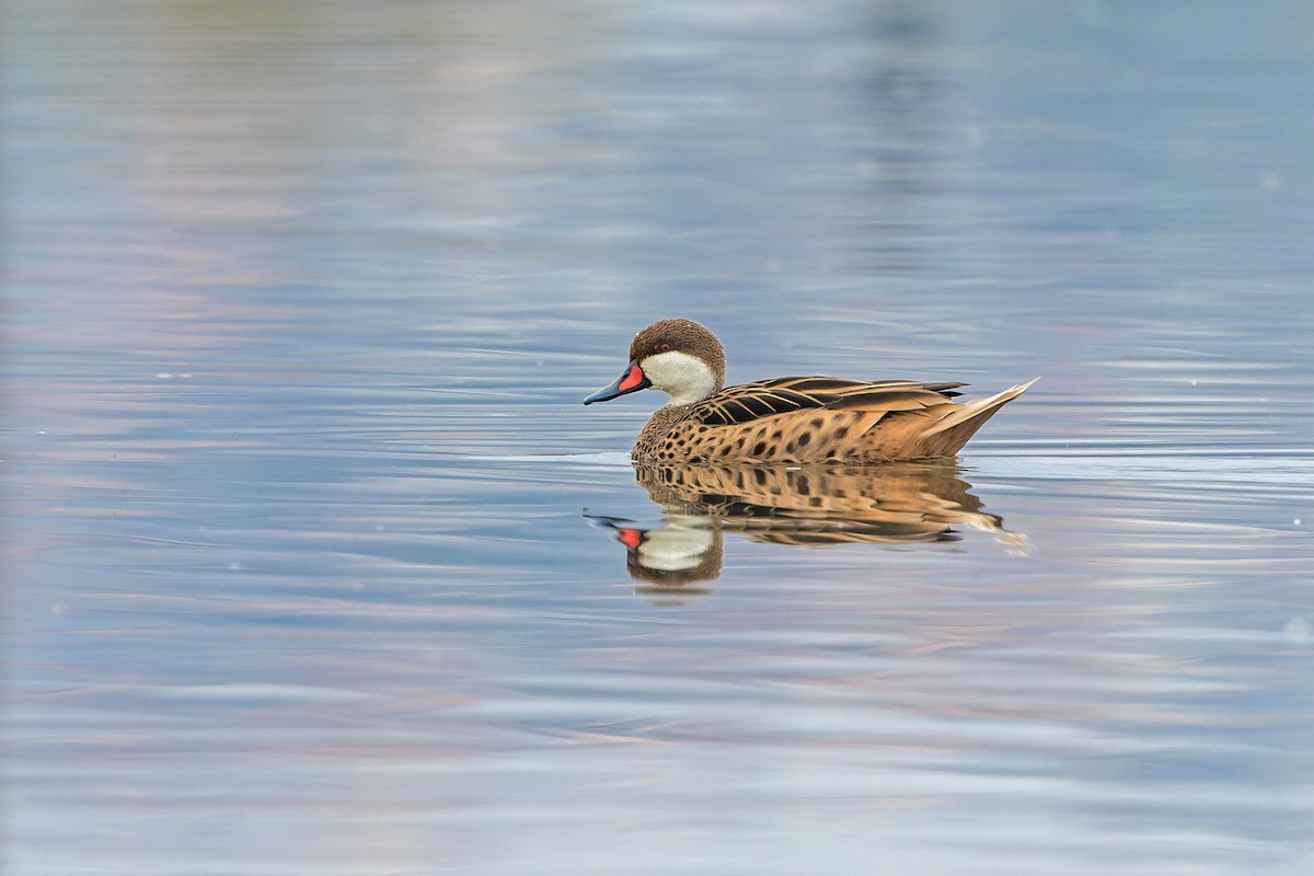 White-cheeked Pintail - ML637391627