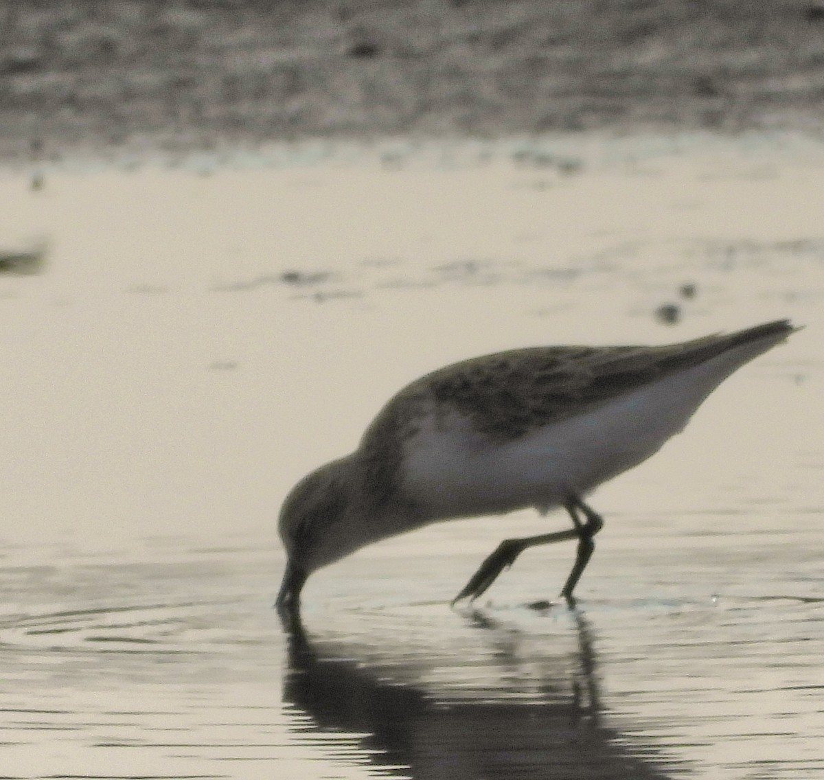 Semipalmated Sandpiper - ML637391675