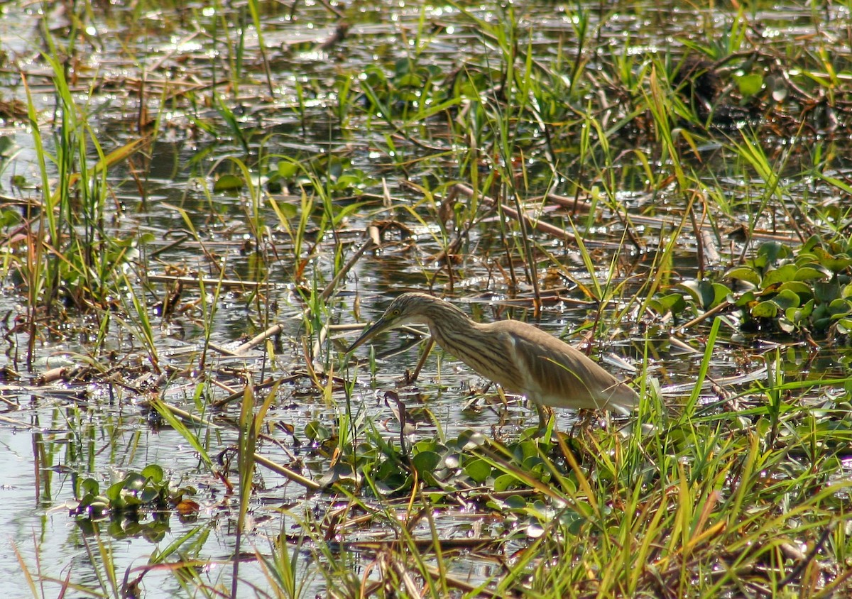Squacco Heron - ML637391727