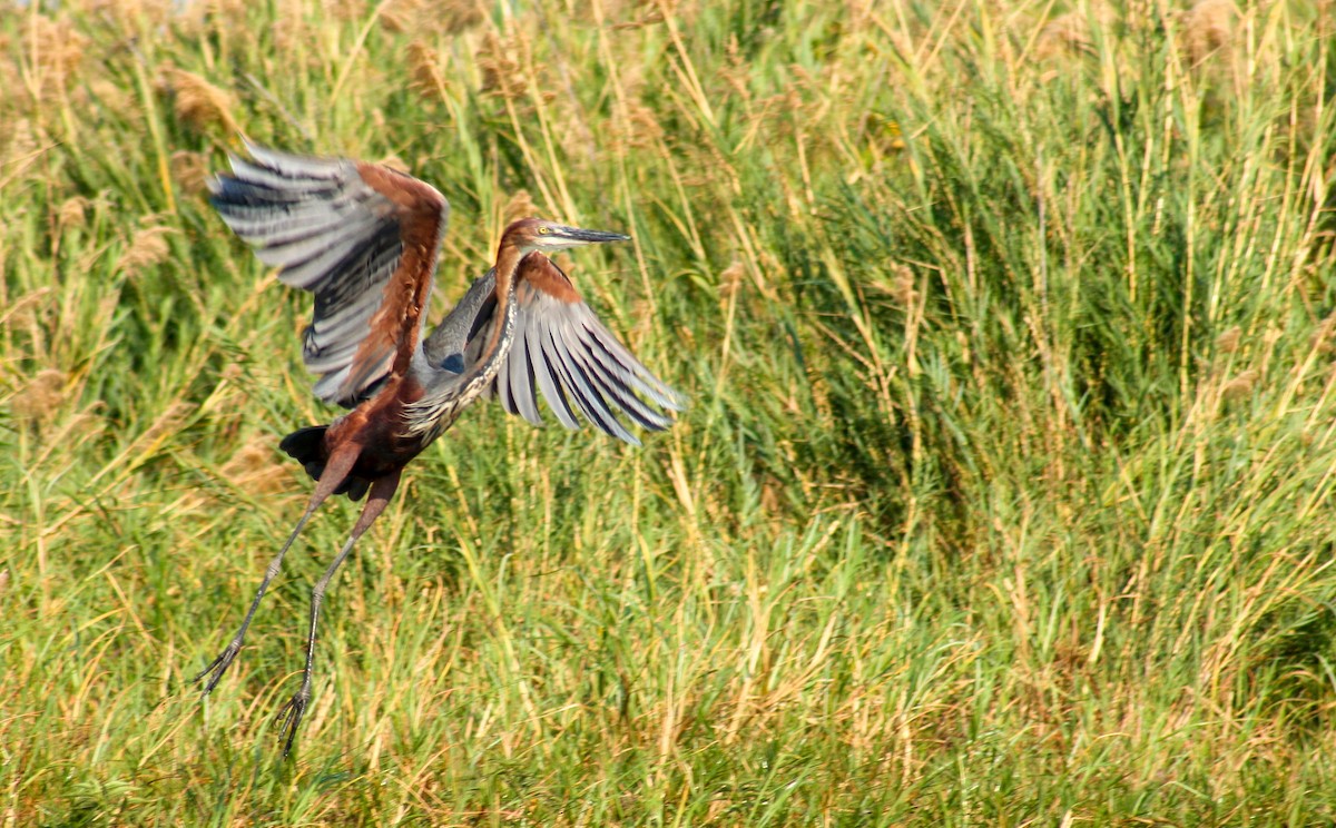 Goliath Heron - ML637391732