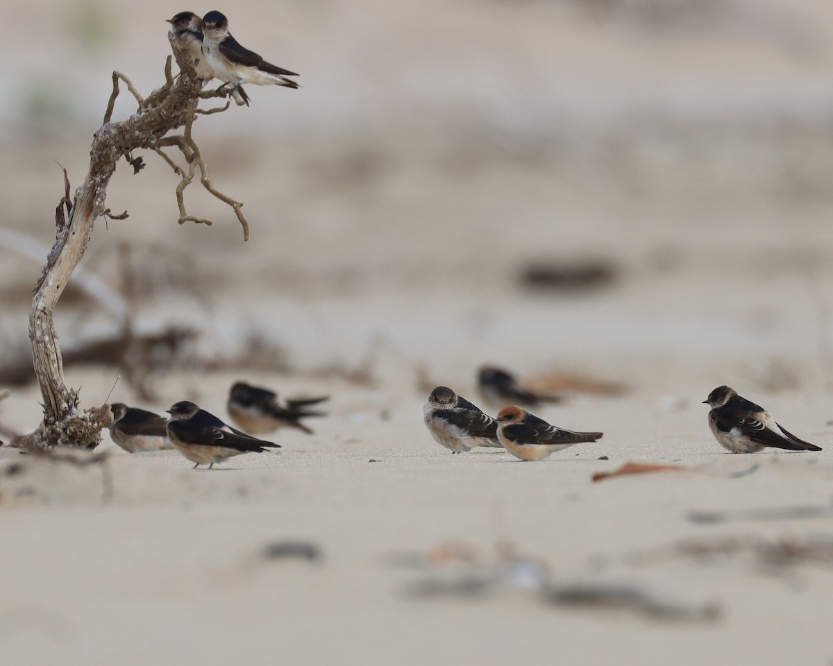 Tree Martin - ML637391744