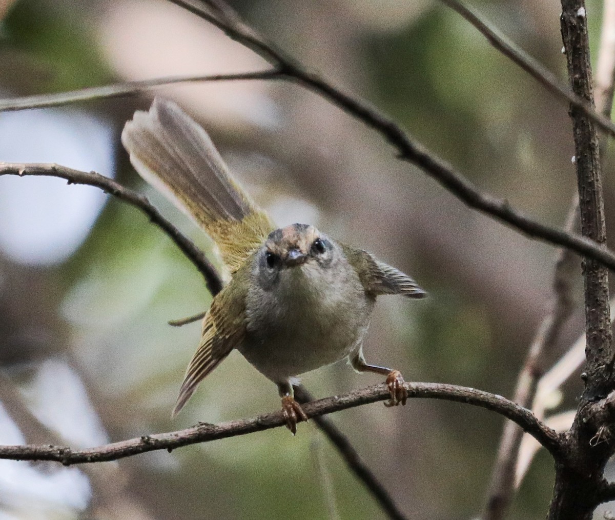 Golden-crowned Warbler - ML637391774