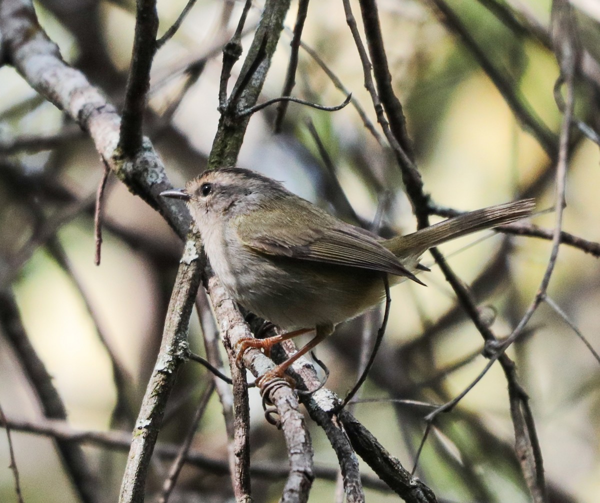 Golden-crowned Warbler - ML637391775