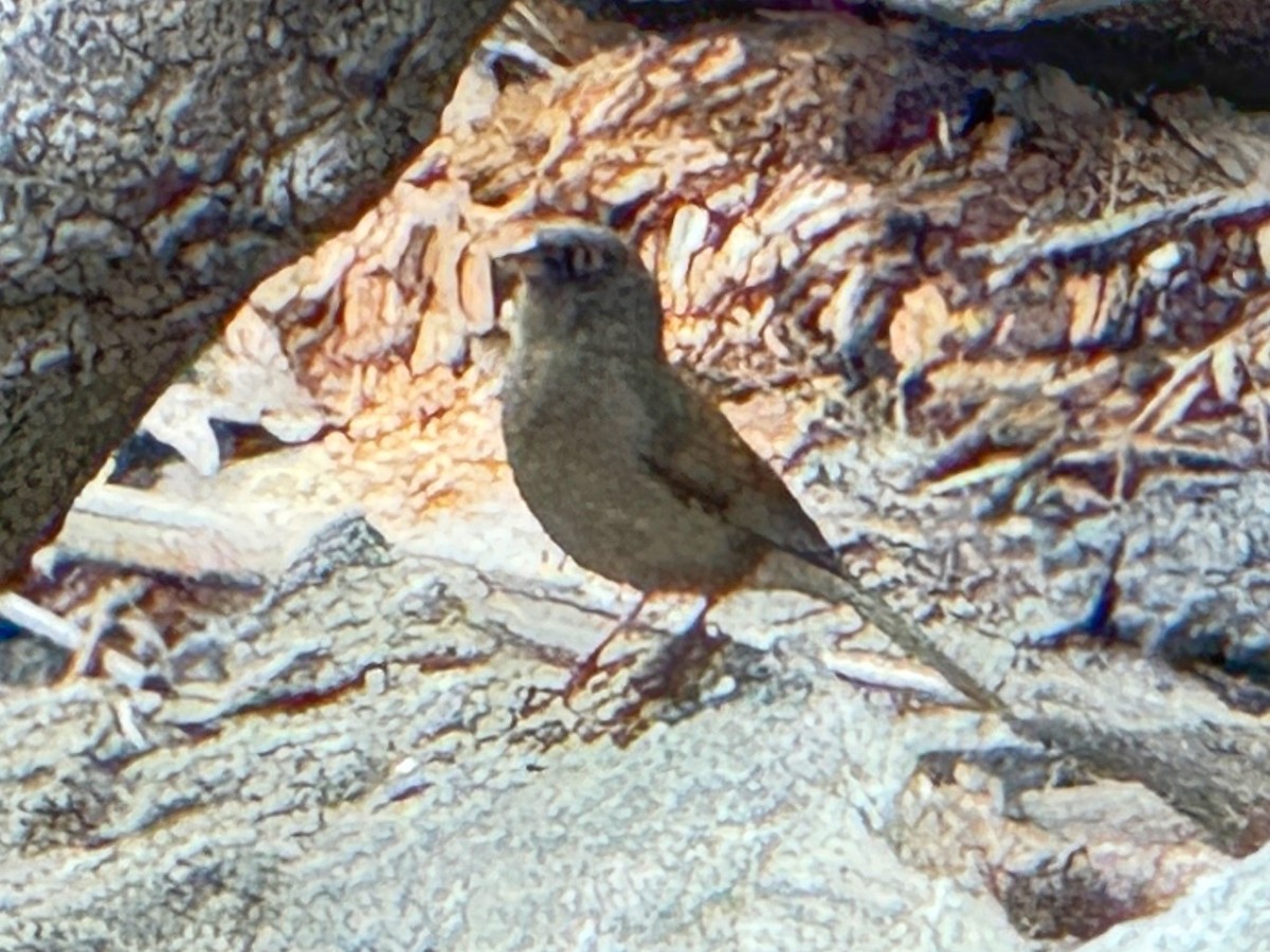 Yellow-eyed Junco - ML637391817