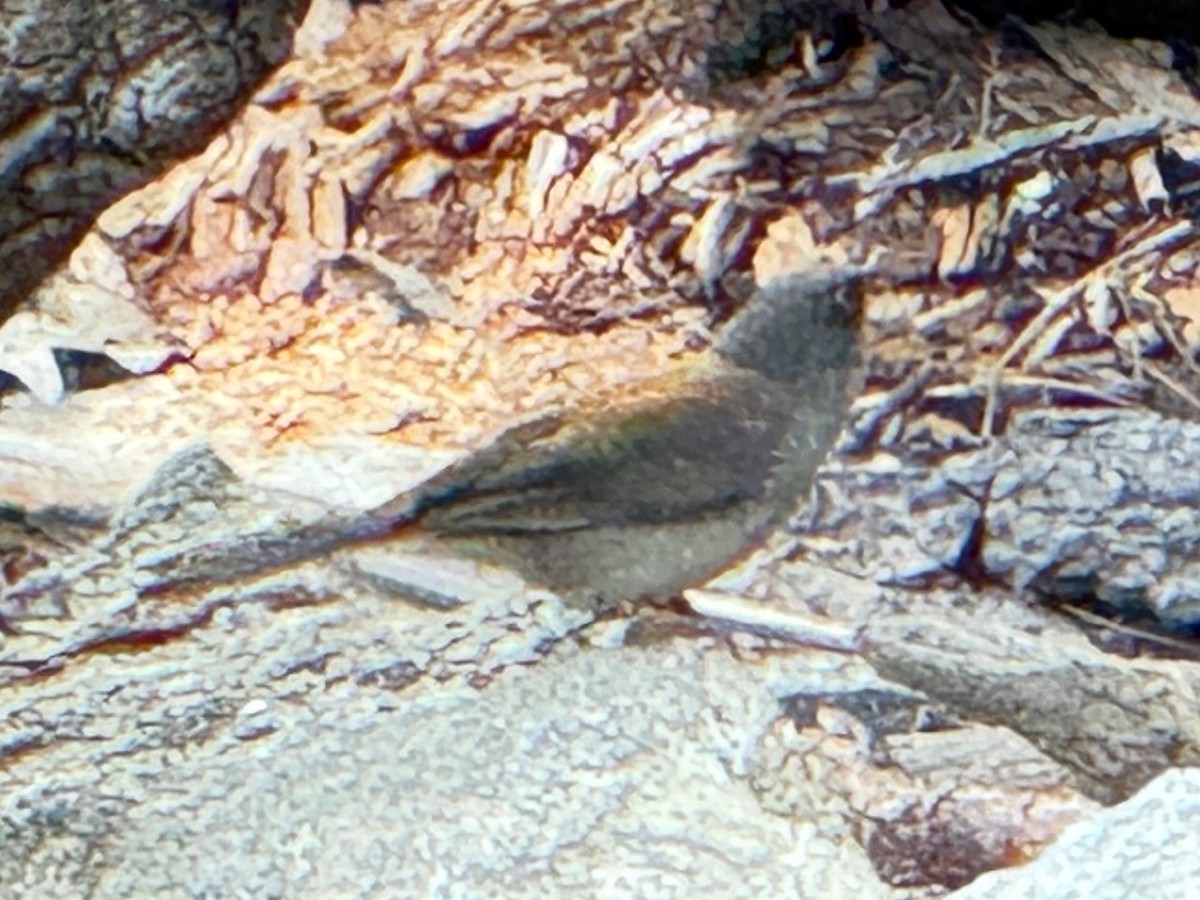Yellow-eyed Junco - ML637391818