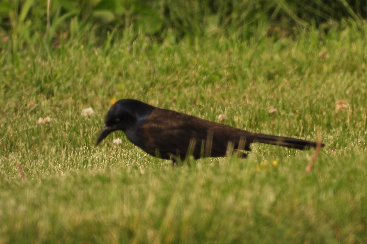 Common Grackle - ML637391830