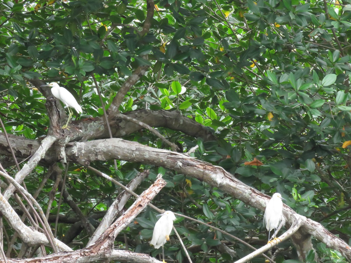 Snowy Egret - ML637391874