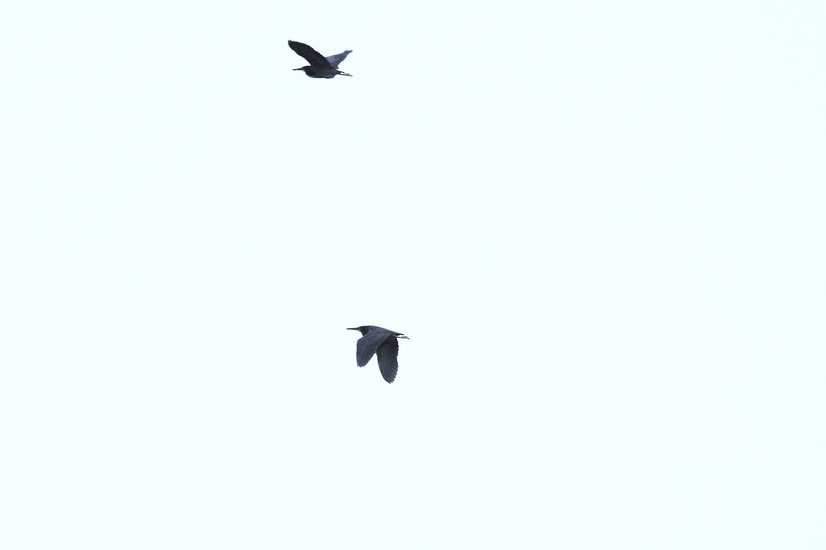 Чапля зелена - ML637391876