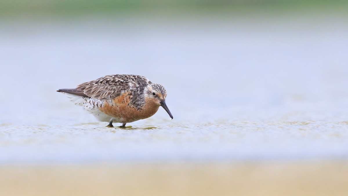 紅腹濱鷸 - ML637391914