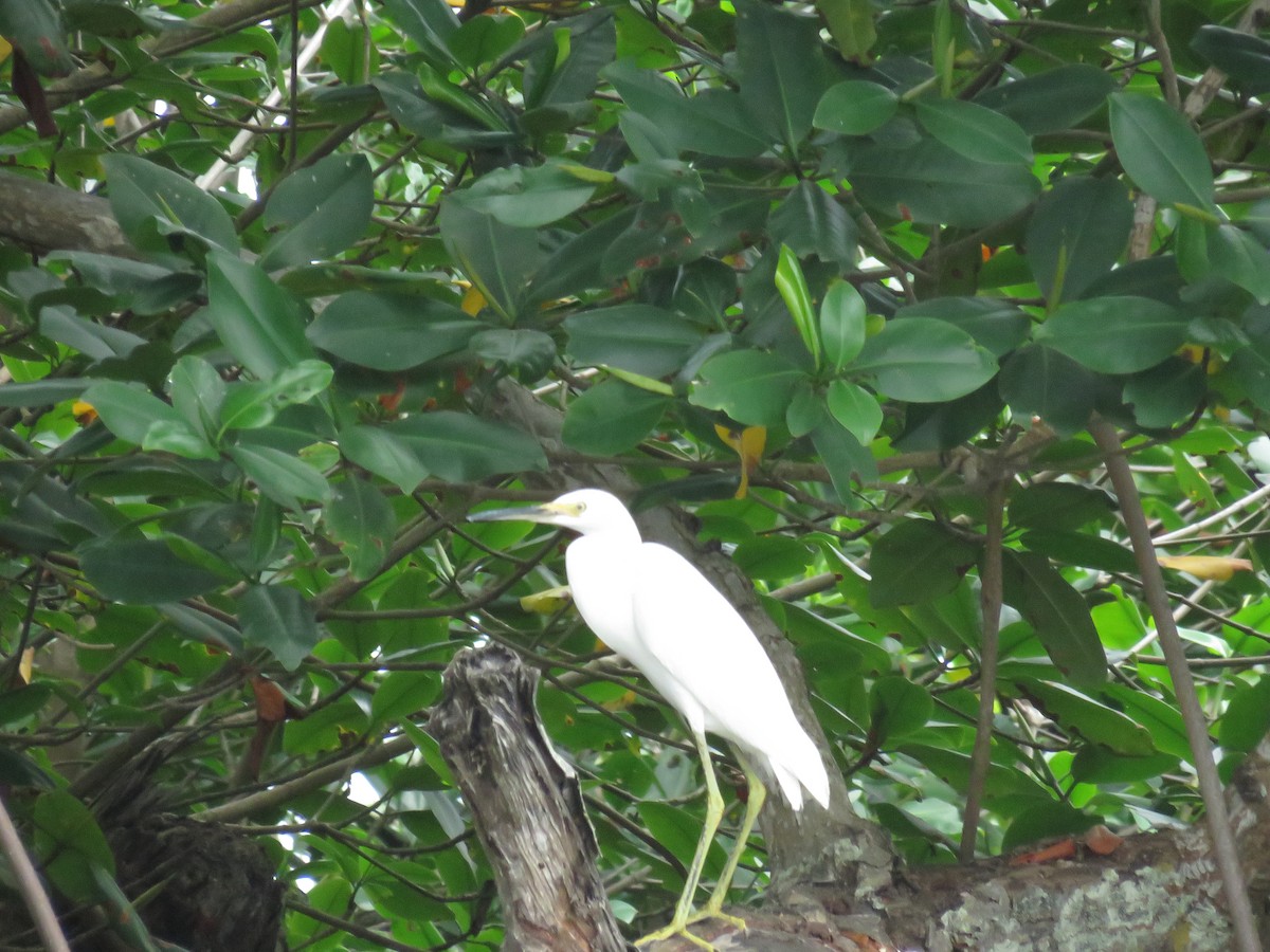 Little Blue Heron - ML637391917