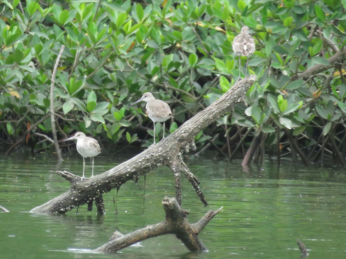 Willet - ML637391990