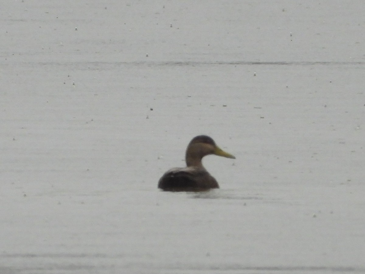 American Black Duck - ML637392008