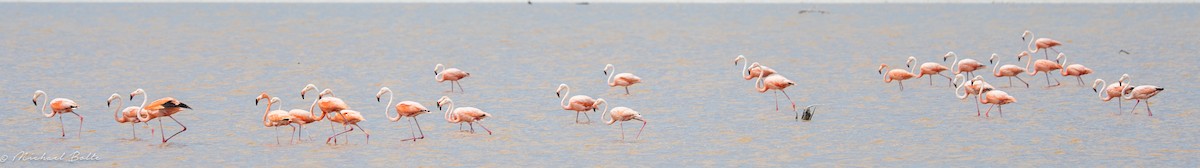 American Flamingo - ML637392017