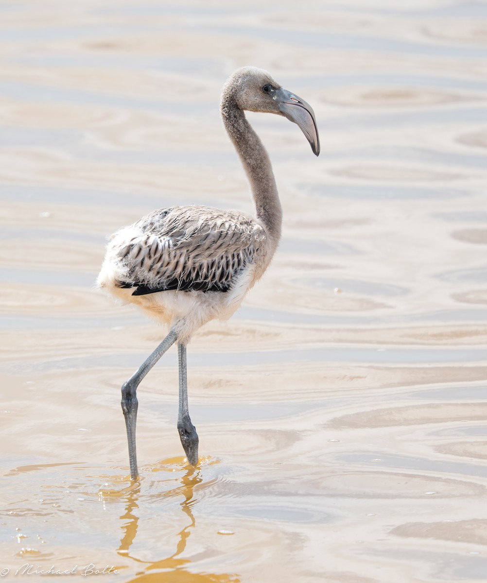 American Flamingo - ML637392018