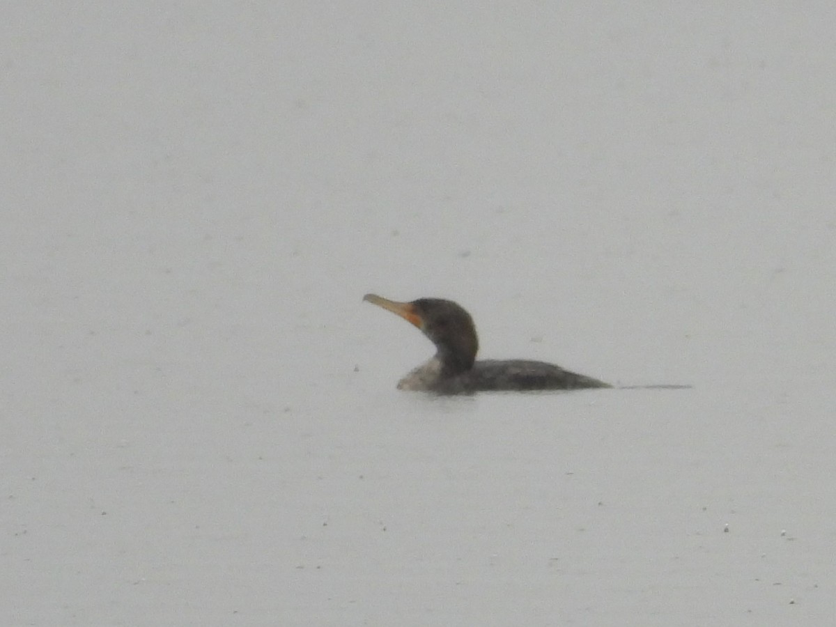 Double-crested Cormorant - ML637392034