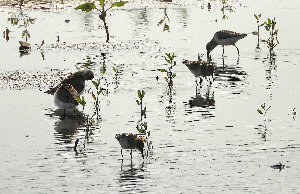 Semipalmated Sandpiper - ML637392035