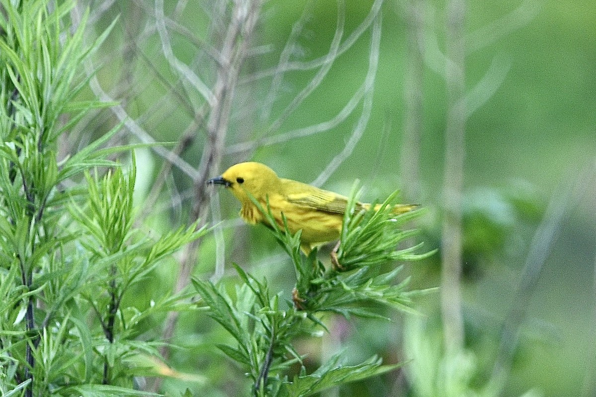 Пісняр-лісовик жовтий північний - ML637392042