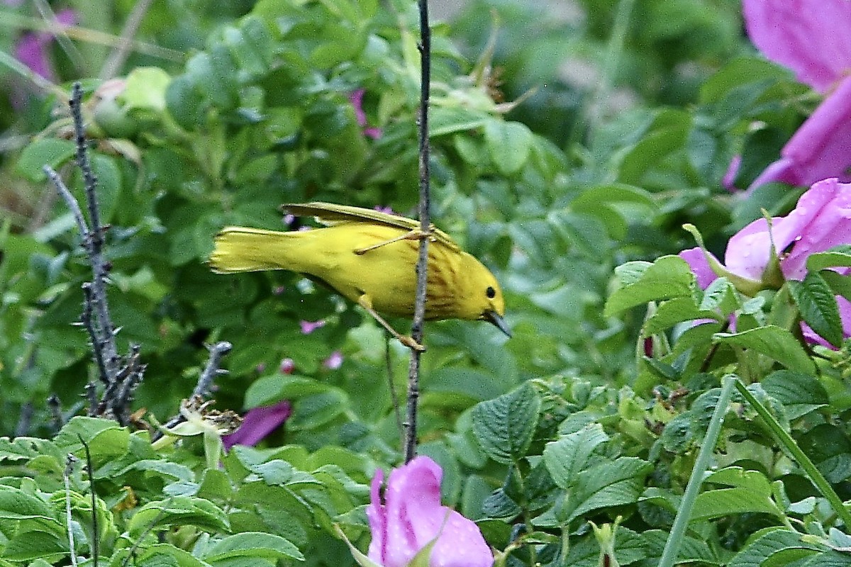 Пісняр-лісовик жовтий північний - ML637392045