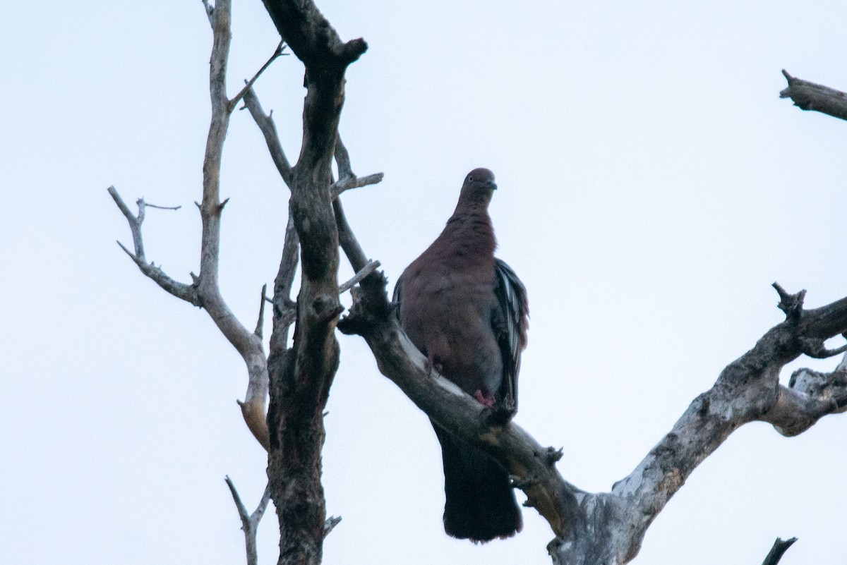 Plain Pigeon - ML637392055