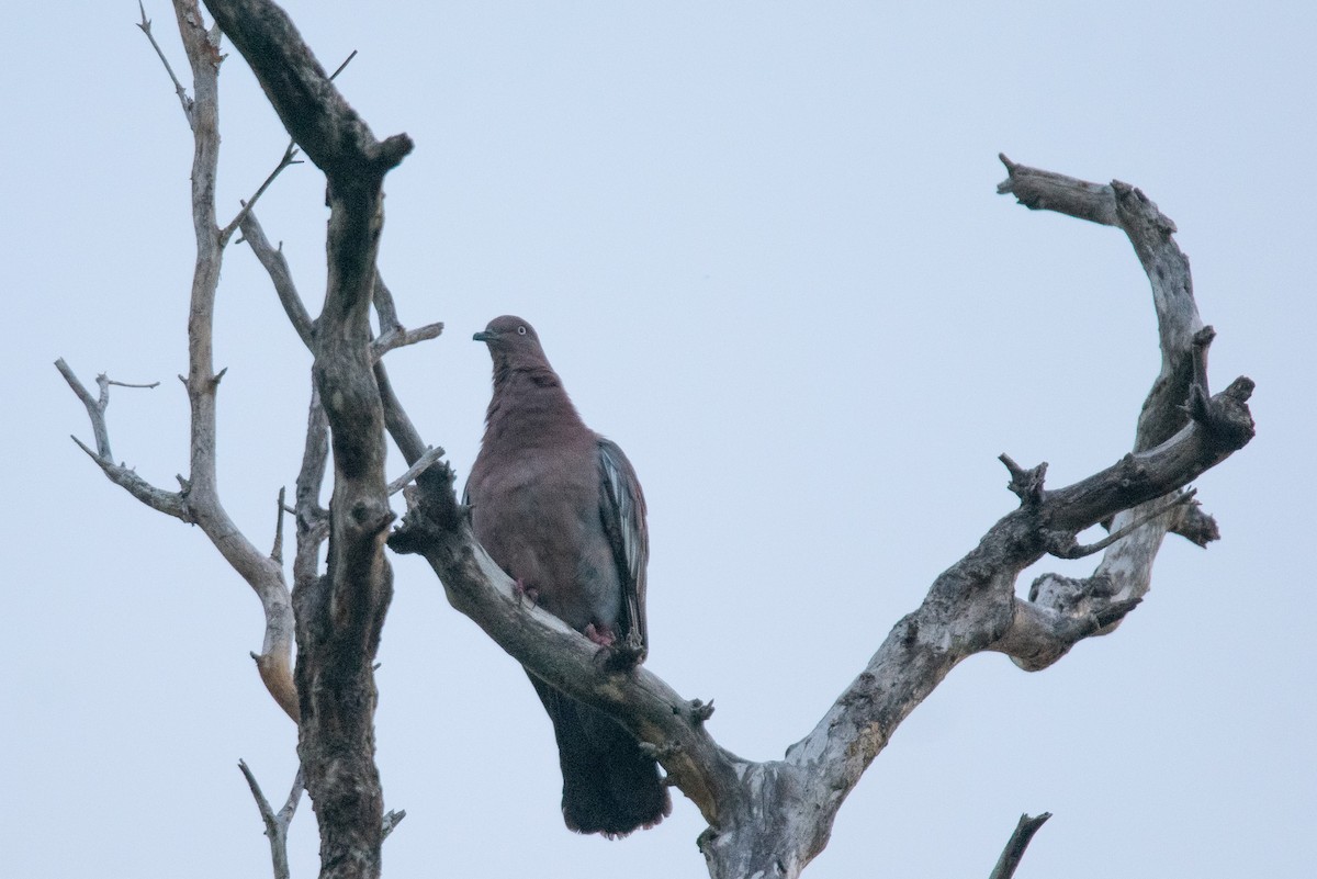 Plain Pigeon - ML637392056