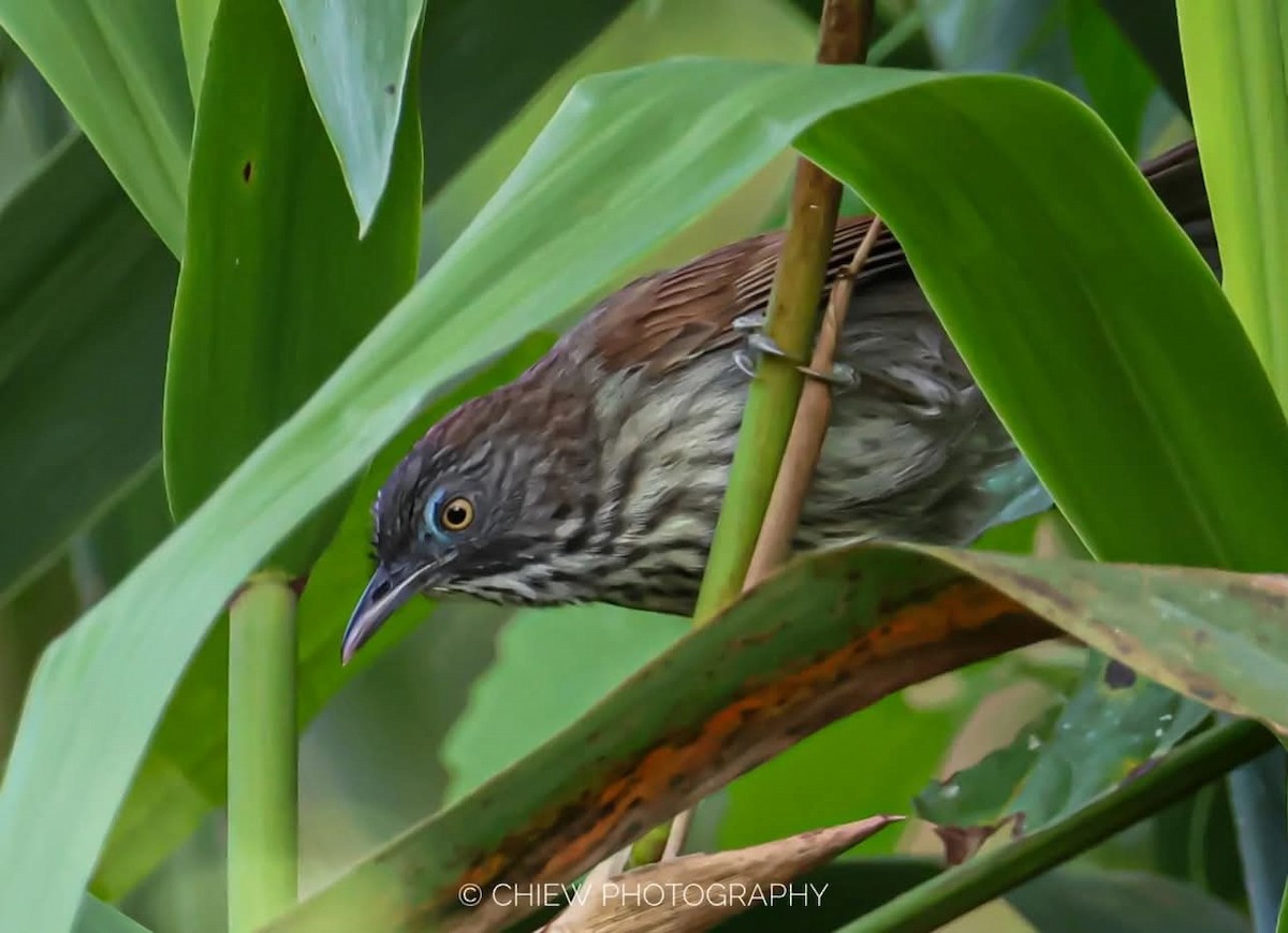 Bold-striped Tit-Babbler - ML637392097