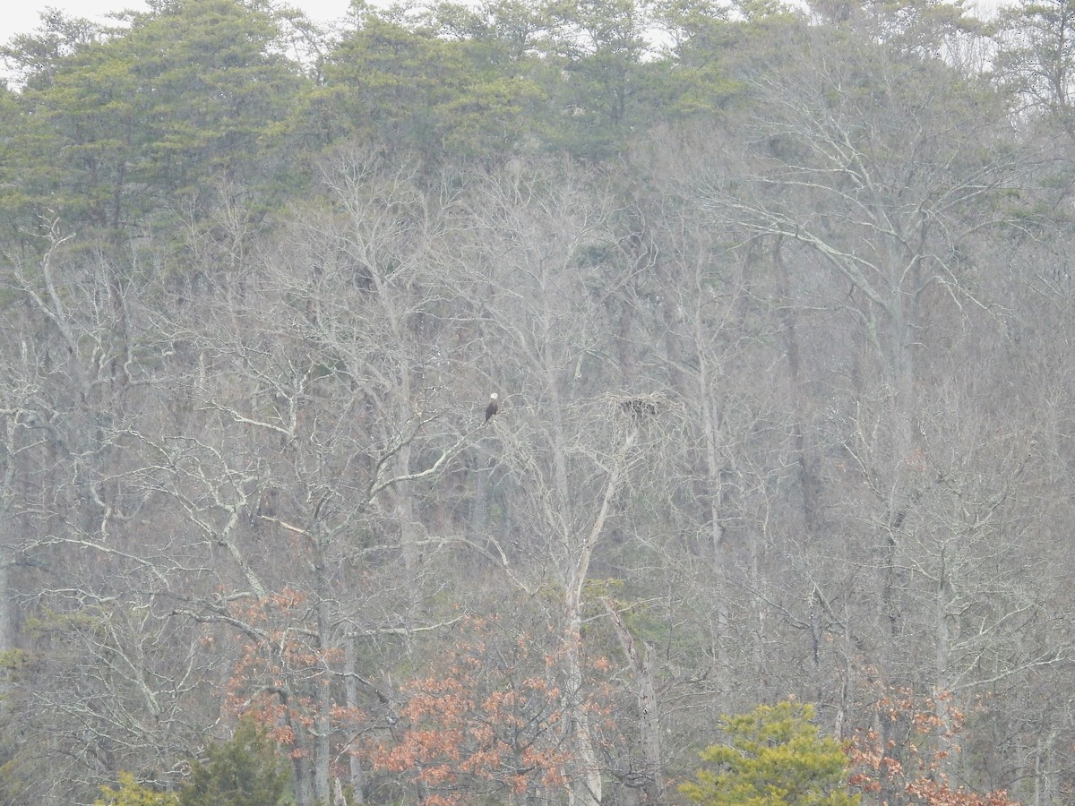 Bald Eagle - ML637392112