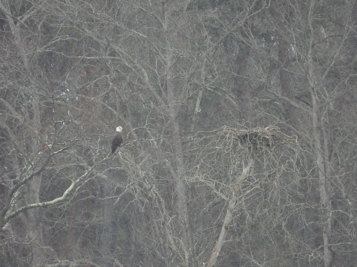 Bald Eagle - ML637392114