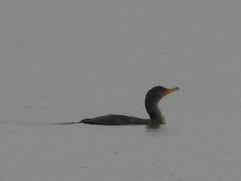 Double-crested Cormorant - ML637392139