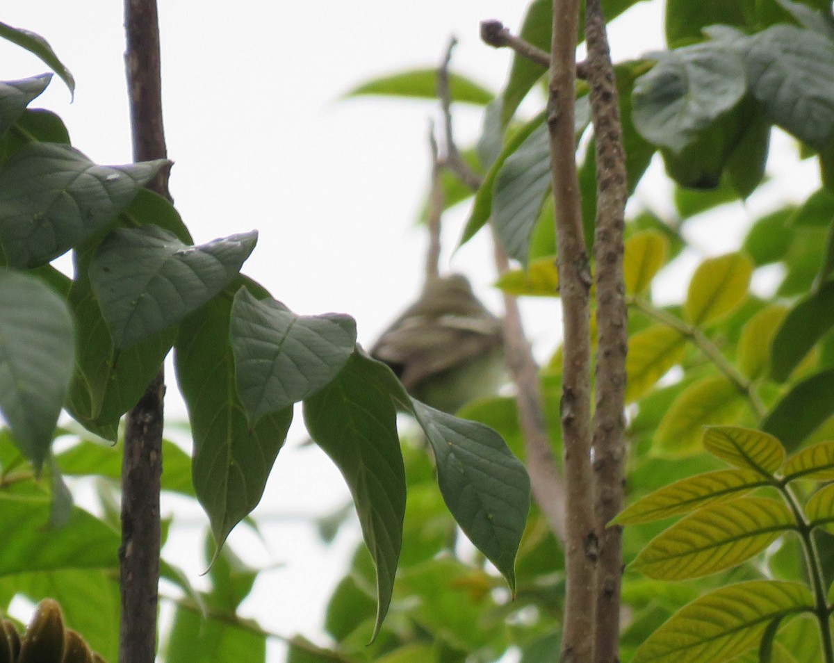 White-crested Elaenia - ML637392186