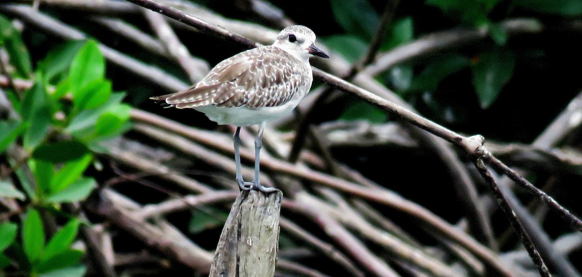 Black-bellied Plover - ML637392236