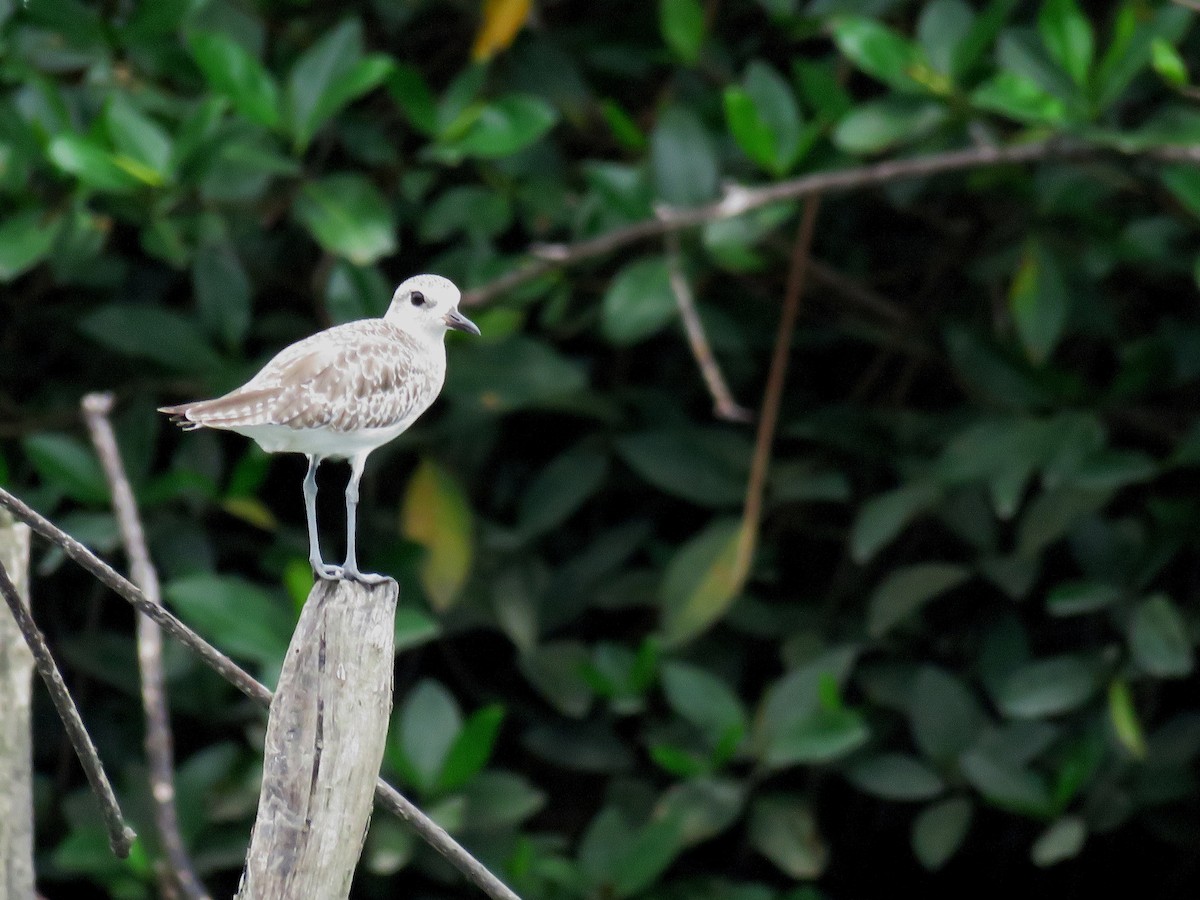 Black-bellied Plover - ML637392237