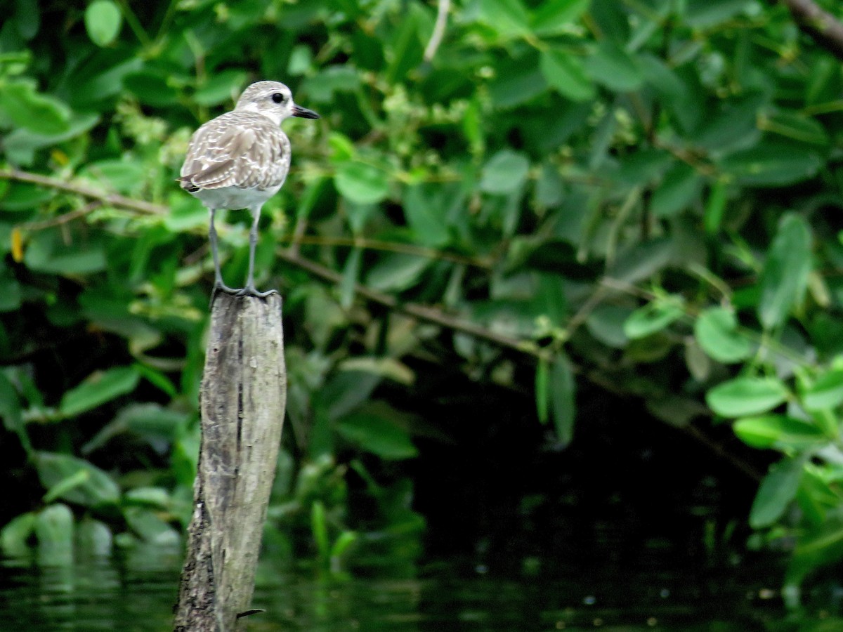 Black-bellied Plover - ML637392238