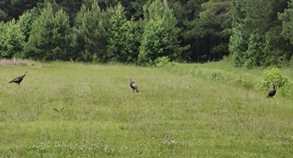 Wild Turkey - ML637392242