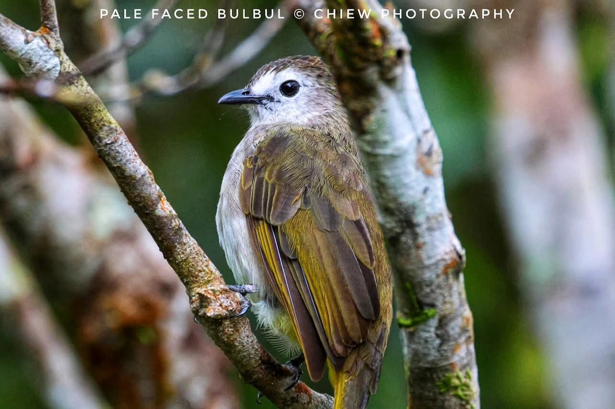 Pale-faced Bulbul - ML637392348