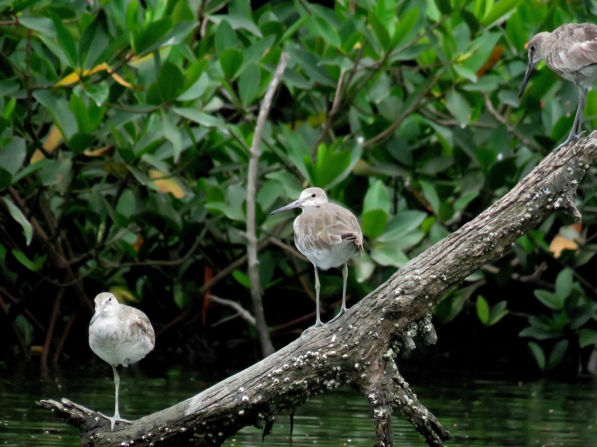 Willet - ML637392354