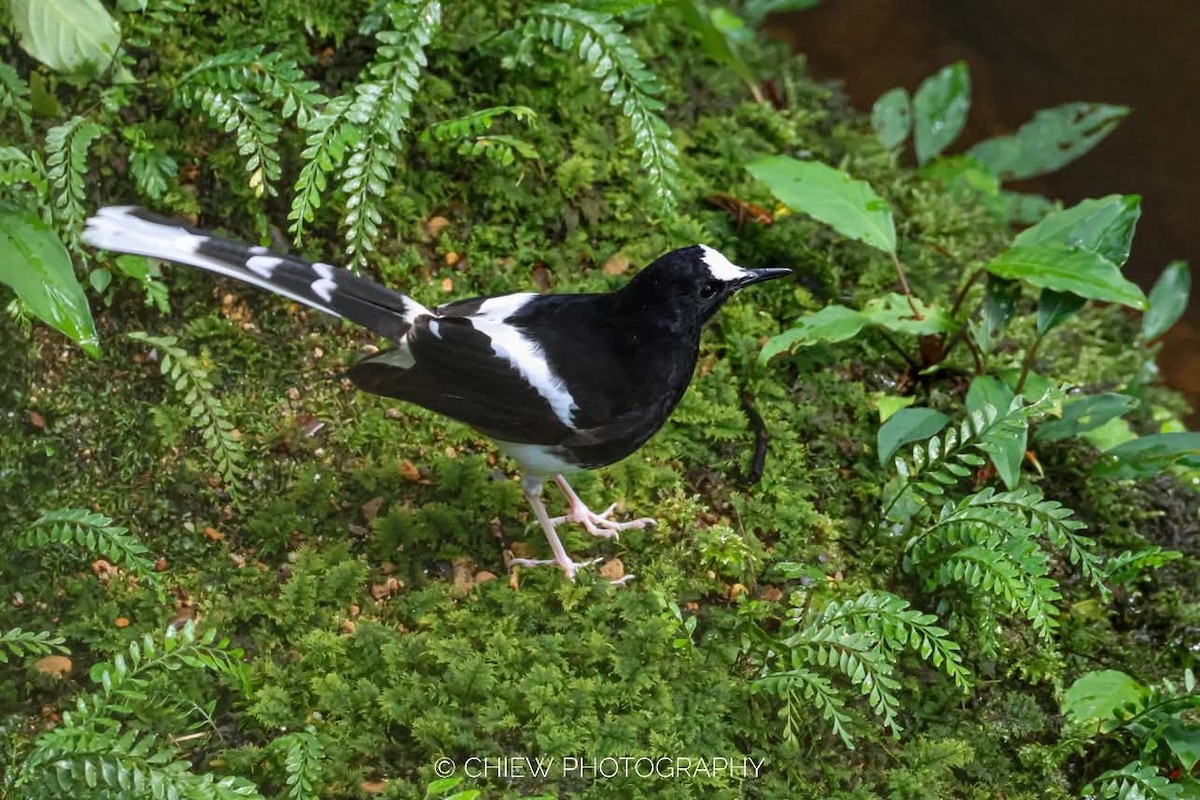 Bornean Forktail - ML637392396
