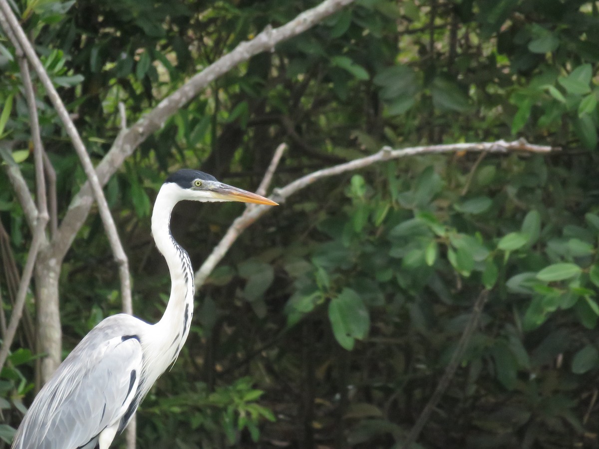 Cocoi Heron - ML637392421