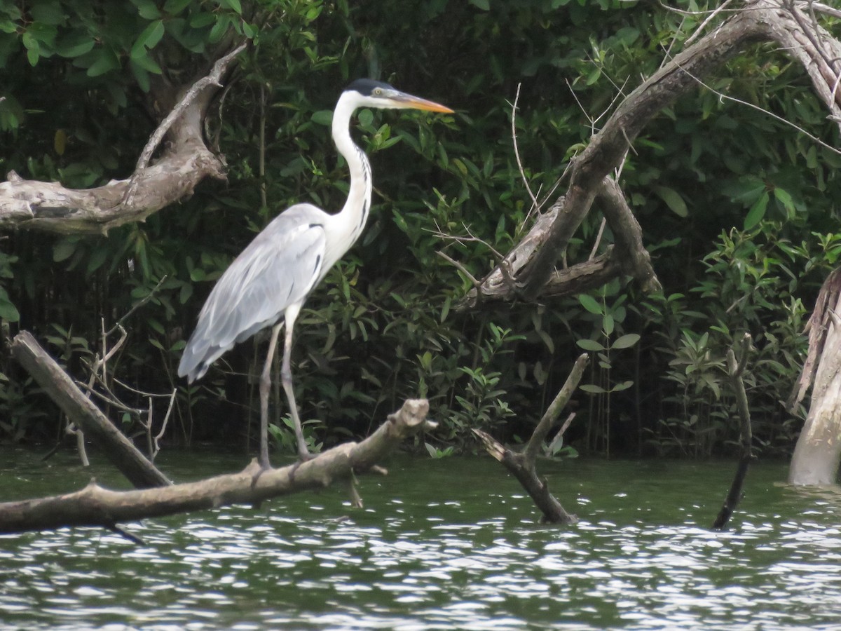 Cocoi Heron - ML637392422