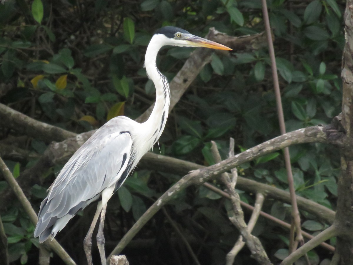 Cocoi Heron - ML637392423