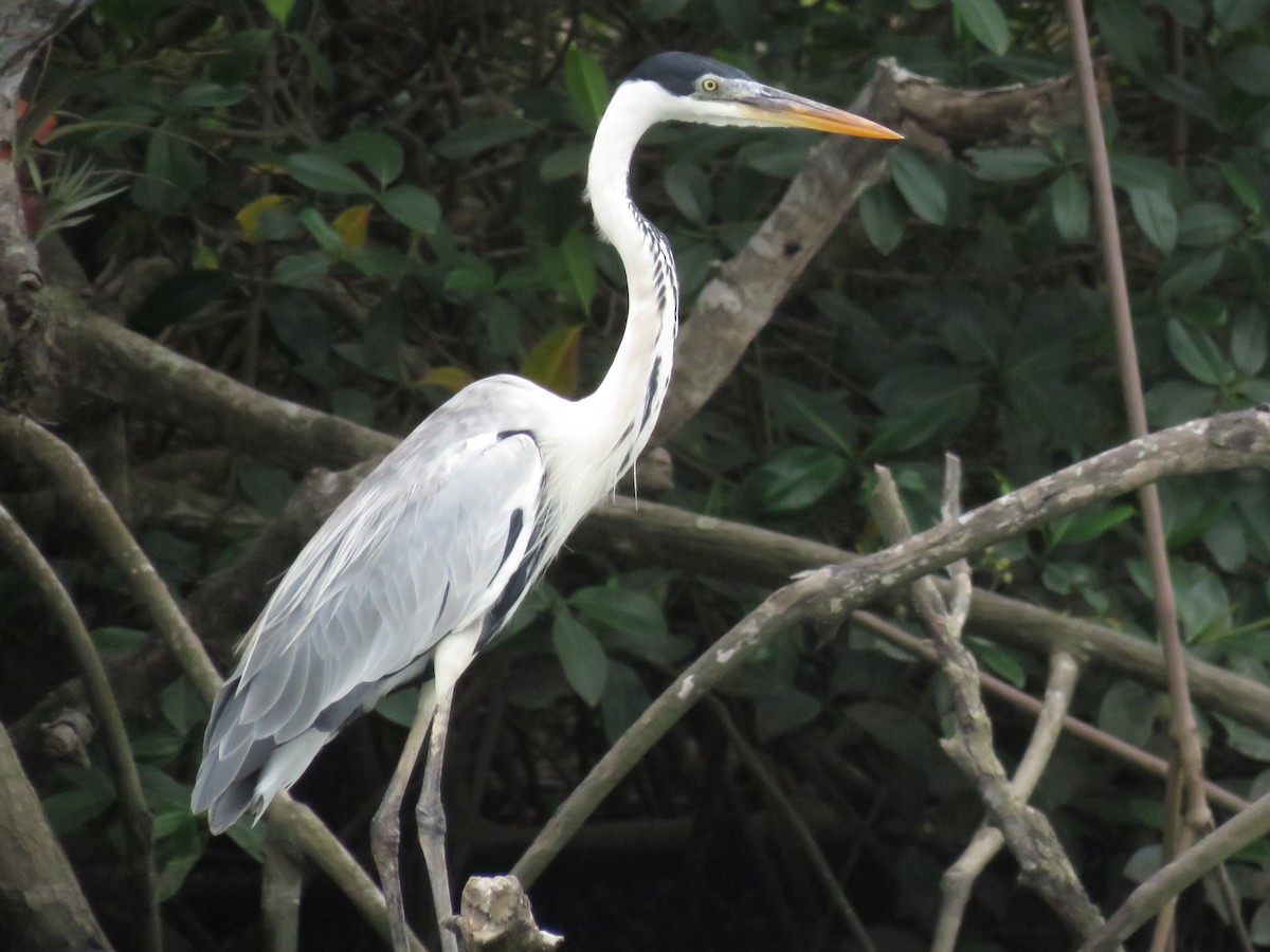 Cocoi Heron - ML637392424