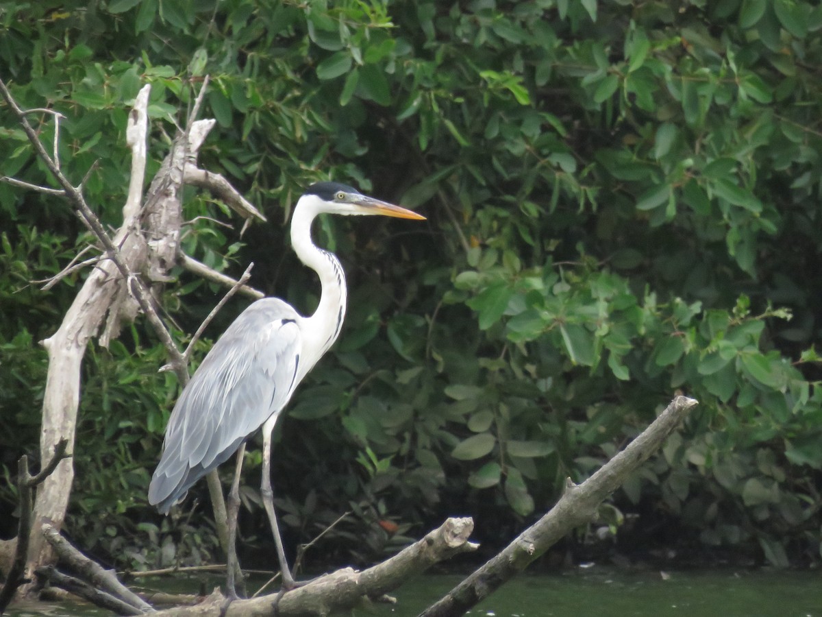 Cocoi Heron - ML637392425