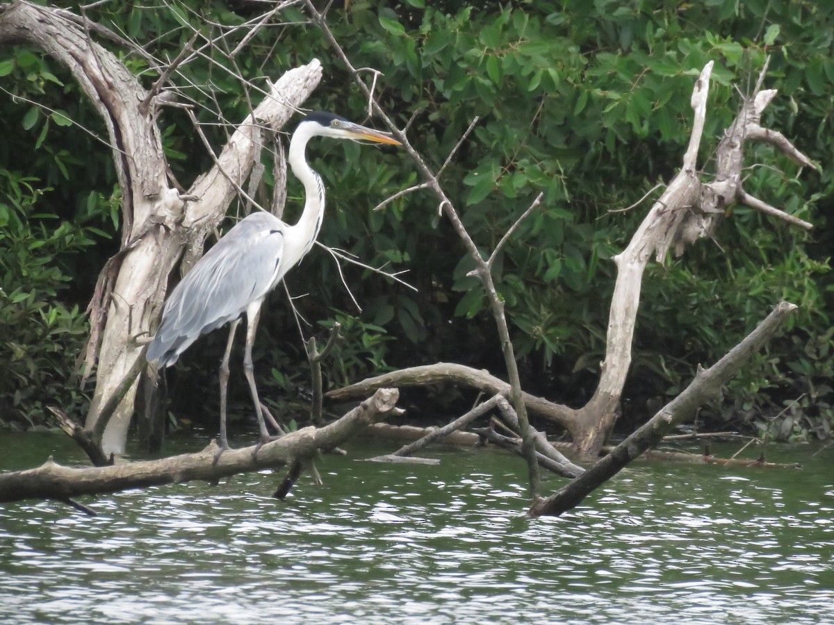 Cocoi Heron - ML637392426