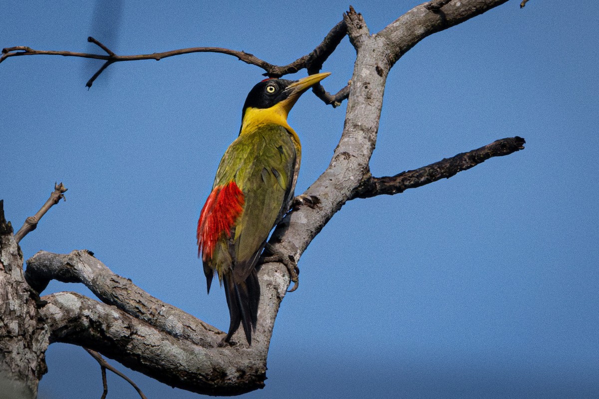 Black-headed Woodpecker - ML637392442